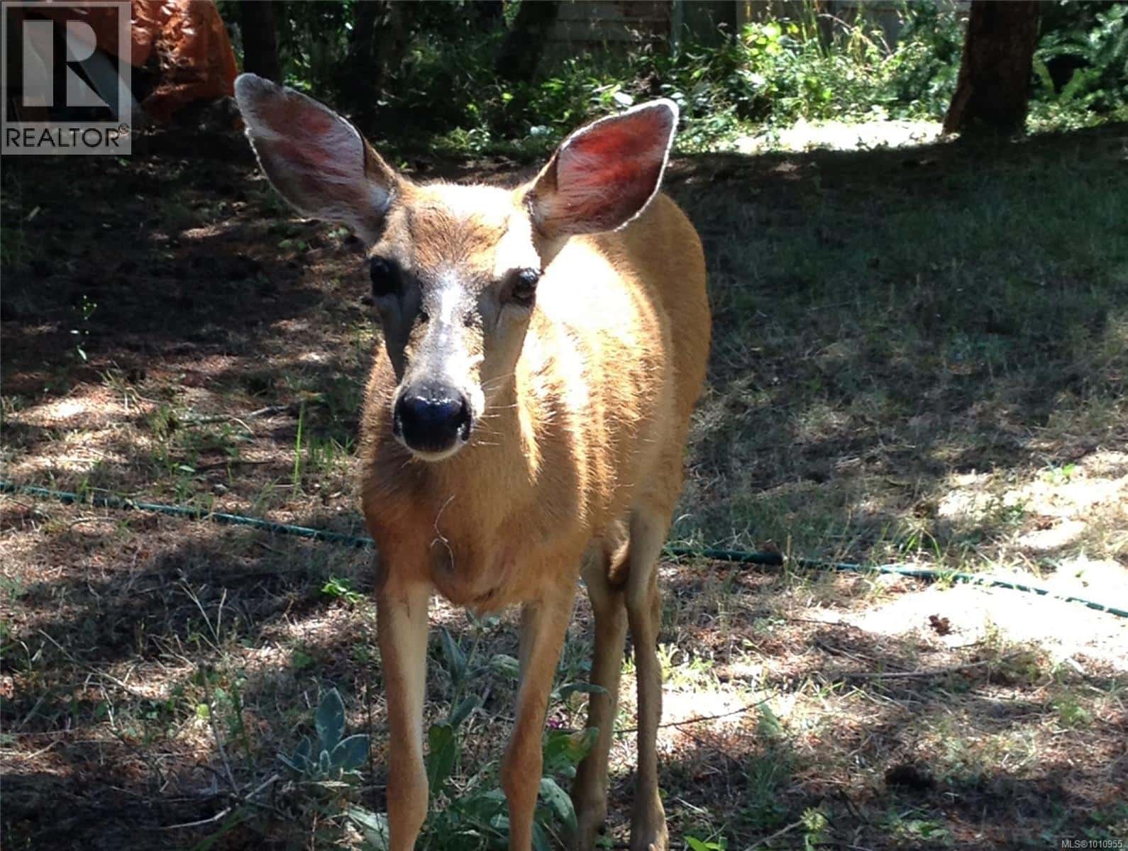 , Pender Island, British Columbia — Pender Island, British Columbia - Photo 5 of 63