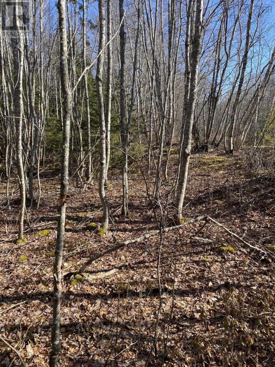 Old Halifax Road — Salt Springs, Nova Scotia - Photo 4 of 10