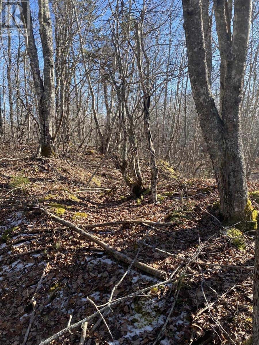 Old Halifax Road — Salt Springs, Nova Scotia - Photo 5 of 10